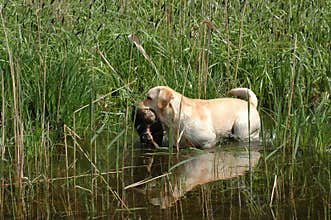 Hunting labrador retriever