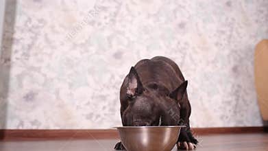 Dog eating dog food from the bowl on the floor.
