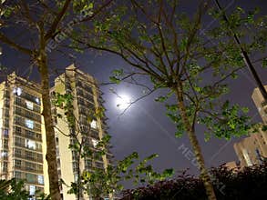 Apartment and trees with moonlight background