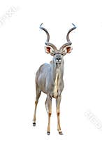 Kudu