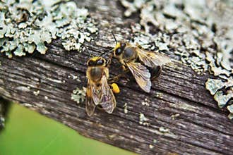 Nice picture of honeybees Honey Bee, Apis mellifera with collected pollen.