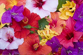 Hibiscus flowers