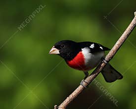 Beautiful male rose-breasted grosbeak