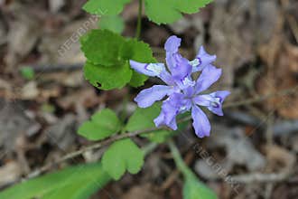 Dwarf Wild Iris Wildflower