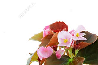 Begonia