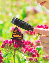 Look in a magnifying glass butterfly sits on flowers. selective focus