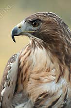 Red Tail Hawk