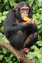 Chimpanzee - Uganda