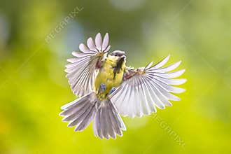 Bird in flight on bright green background