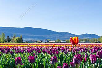 CHILLIWACK, CANADA - APRIL 20, 2019: big tulip flower field at the Chilliwack Tulip Festival in british columbia