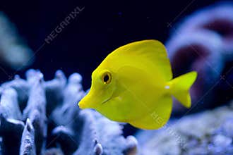 Exotic fish