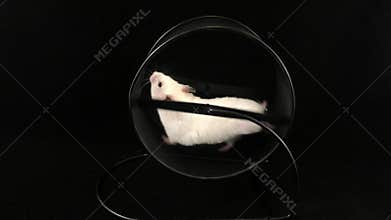 White hamster in a wheel.