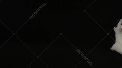 White hamster on a black background.