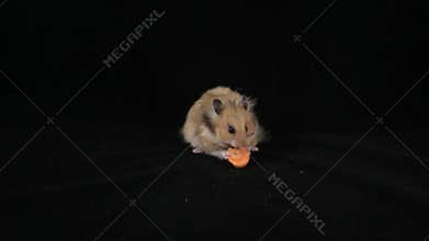 A brown, big hamster eats a carrot.