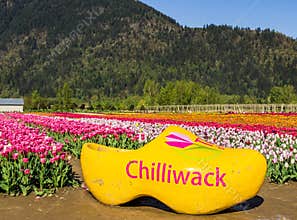 CHILLIWACK, CANADA - APRIL 20, 2019: Big yellow clog at the Chilliwack Tulip Festival british columbia flower farm