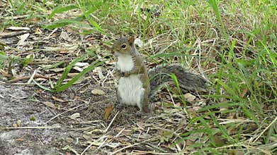 Grey Squirrel in a grassland