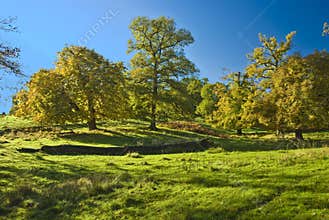 The English trees