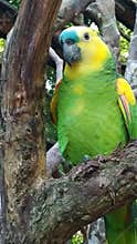 Blue Crested Amazon Parrot at Bird Park