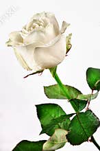 White rose