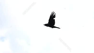 Crow flies across the sky