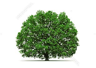 Oak tree isolated