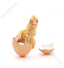 Chicken and an egg shell