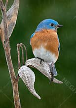 Bluebird male on milkweed