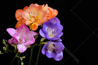 Very pretty colorful FREESI9A close up