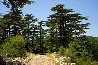Cedar Reserve, Tannourine, Lebanon