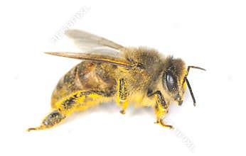Honey bee
