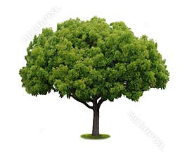 A tree with a white background no6