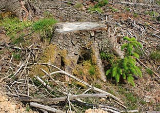 Clear fell 4