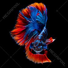 Betta fish koi fish kohaku Red White