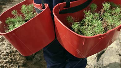Man carrying trays with seedlings of pine for planting in ground. Wood planting