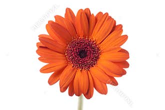 Gerbera orange