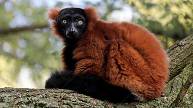 Red-ruffed lemur
