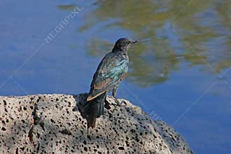 Brewers Blackbird juvenile male