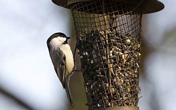 Carolina Chickadee at sunflower bird feeder, Athens, Georgia USA