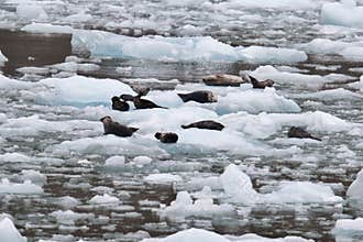 Sea Lions