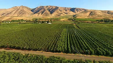 Yakima valley cherry orchard farm agriculture