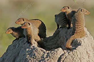 Mongoose family, Etosha National Park, Namibia
