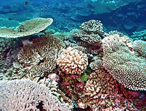 Vibrant Pacific Ocean Coral Reef