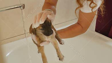 Cute pug dog wash body, taking a bath on basin by owner