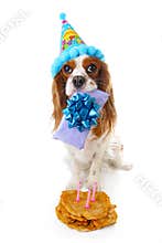 Happy birthday dog photo. Cavalier king charles spaniel puppy dog celebrate 3. birthday. Three years old puppy with birthday cake