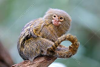 Pygmee monkey