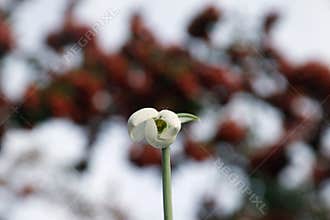 Very nice white spring flowers in january