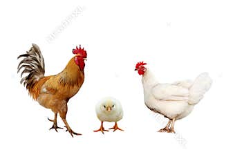 Family portrait farm birds chicken, bright red roosters yellow l
