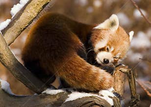Red panda (Ailurus fulgens)