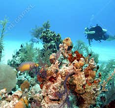 Bahamas reeflife
