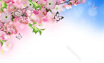 Flowers background